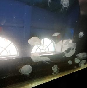 Meet your Posher, Yujie